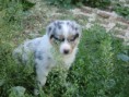 /album/chi-siamo/cuccioli-02-jpg/